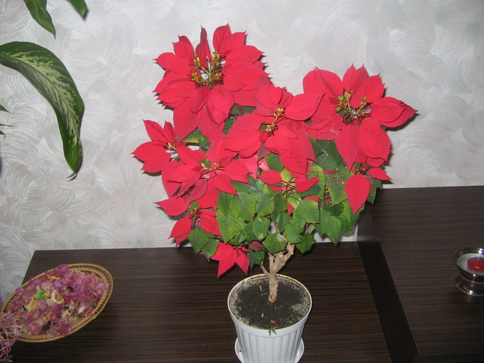  - Poinsettia - 2011-2012