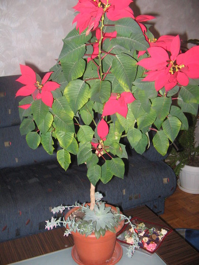 Poinsettia nr. 2 - Poinsettia - 2011-2012