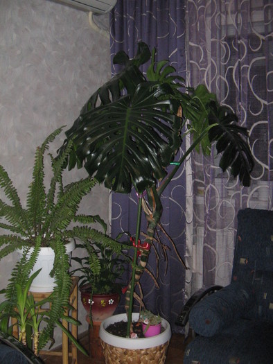 filodendron-maritata - Plante decorative prin frunze
