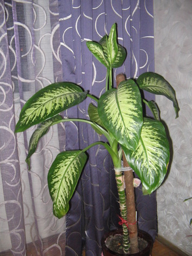 dieffenbachia-decapitata - Plante decorative prin frunze