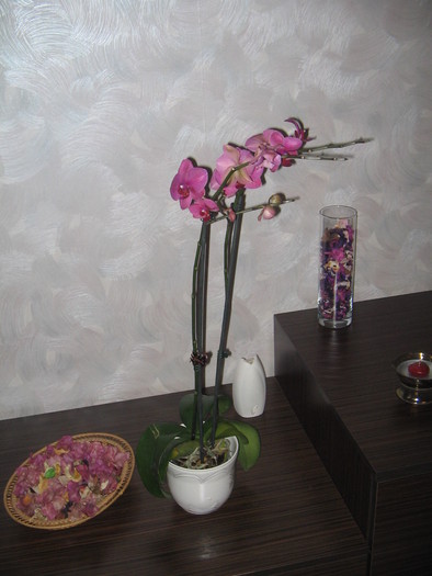IMG_2447 - Orhidee - 2011