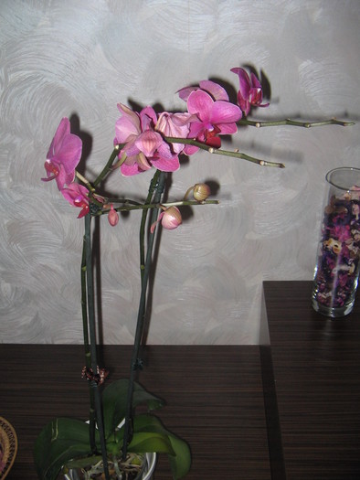 IMG_2449 - Orhidee - 2011
