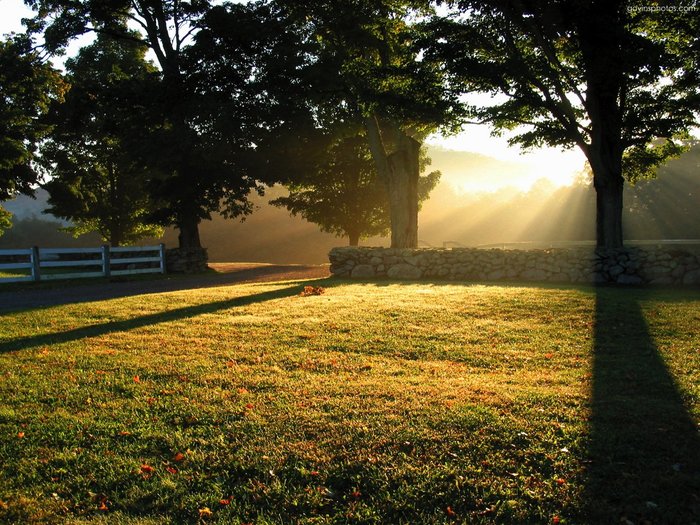 ws_Trees_and_rays_1280-1