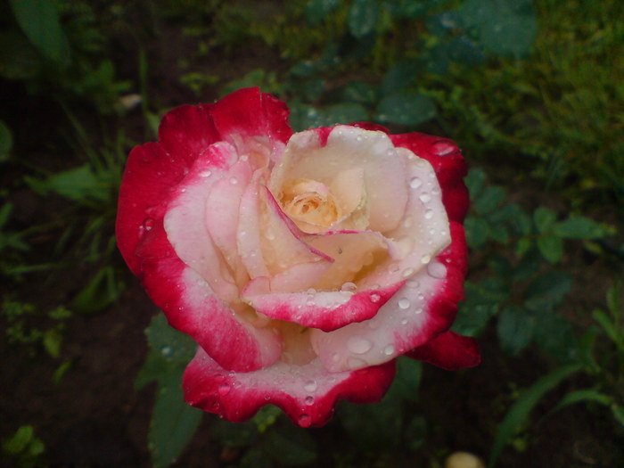 DSC00192 - Trandafiri parfumati