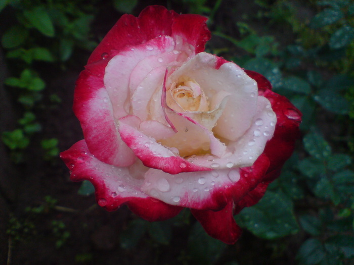 DSC00193 - Trandafiri parfumati