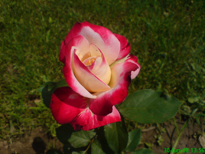 DSC00240 - Trandafiri parfumati