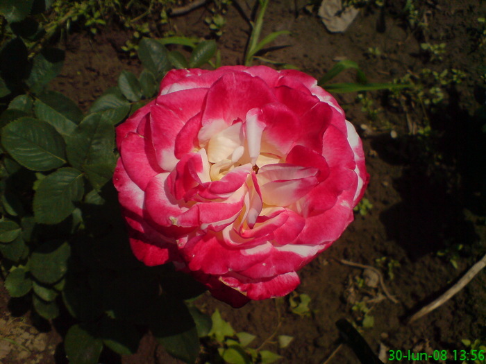 DSC00241 - Trandafiri parfumati