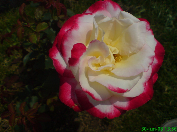 DSC00243 - Trandafiri parfumati