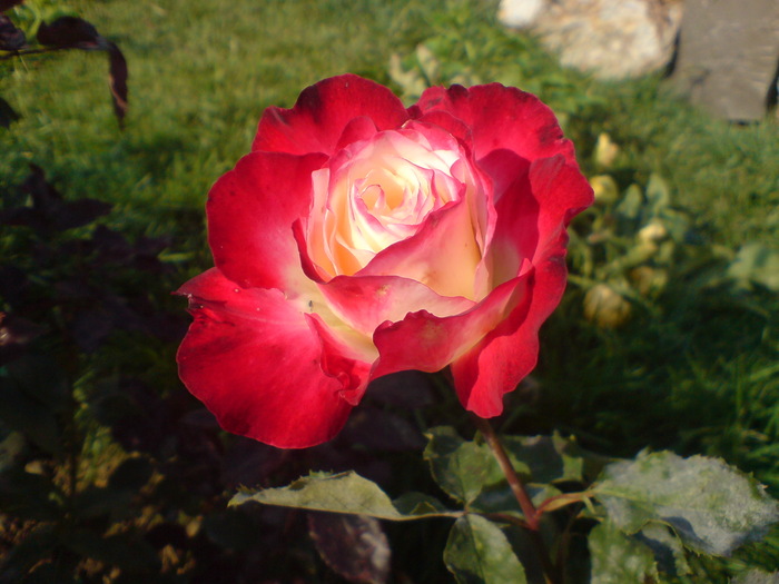 DSC00323 - Trandafiri parfumati