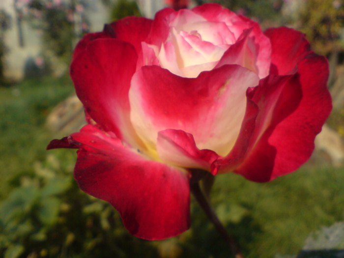 DSC00324 - Trandafiri parfumati