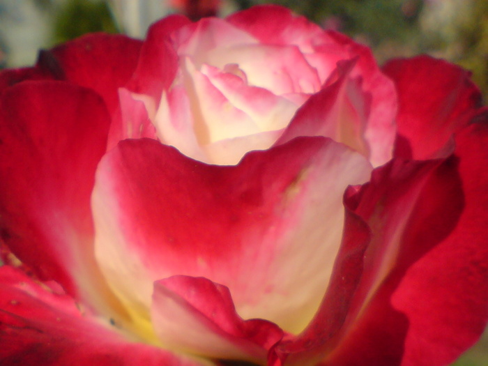 DSC00325 - Trandafiri parfumati