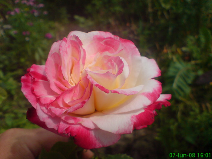 DSC00518 - Trandafiri parfumati