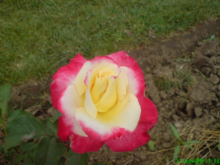 DSC00899 - Trandafiri parfumati
