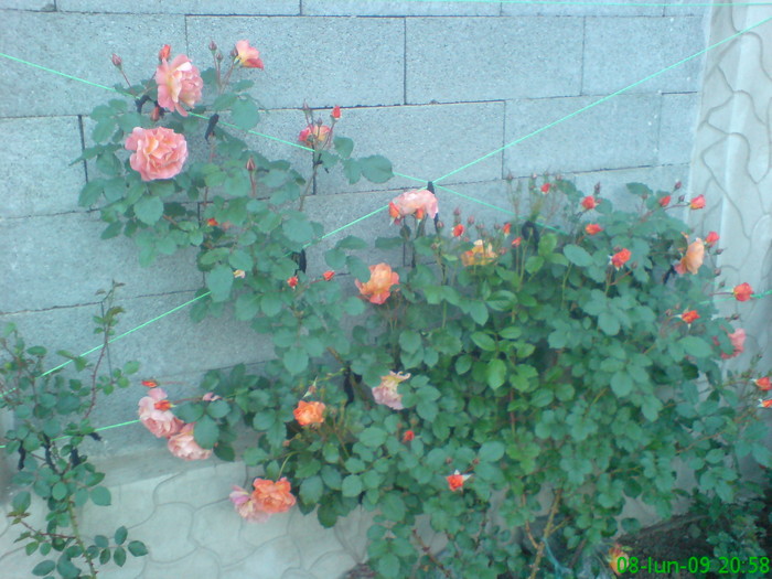 DSC00877 - Trandafiri urcatori
