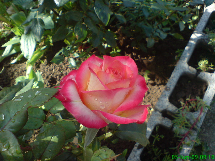 Alinka-Sarga Pirosta; Un trandafir care-si schimba culoarea
