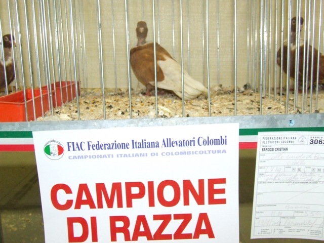 campion g; CAMPION NATIONAL ITALIA
