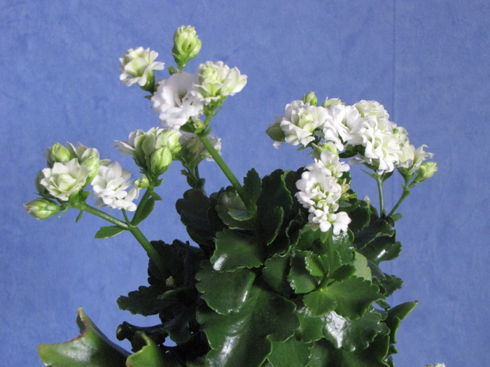 Kalanchoe alb 26 ian 2011