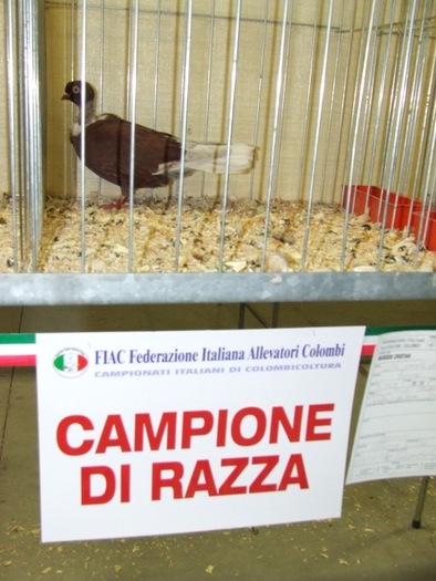 campion r; CAMPION NATIONALA ITALIA
