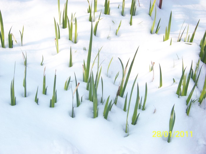 100_8093 - Iarna 2010  2011