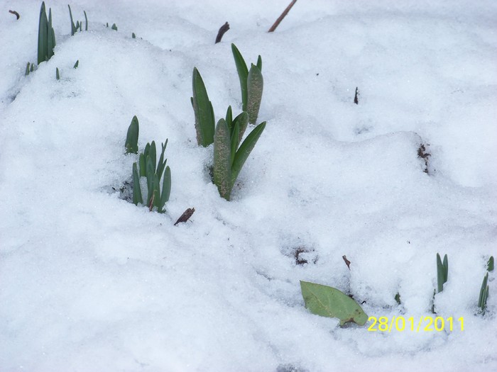 100_8095 - Iarna 2010  2011