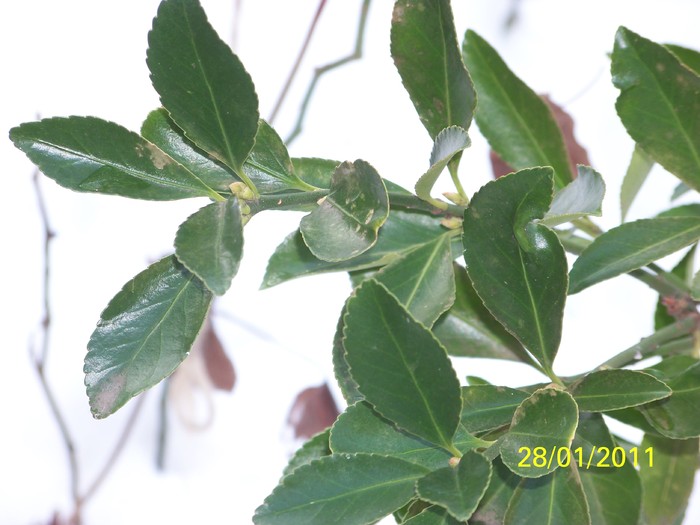 100_8096 - Iarna 2010  2011