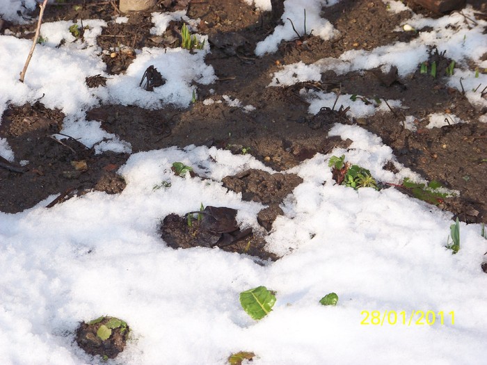 100_8101 - Iarna 2010  2011