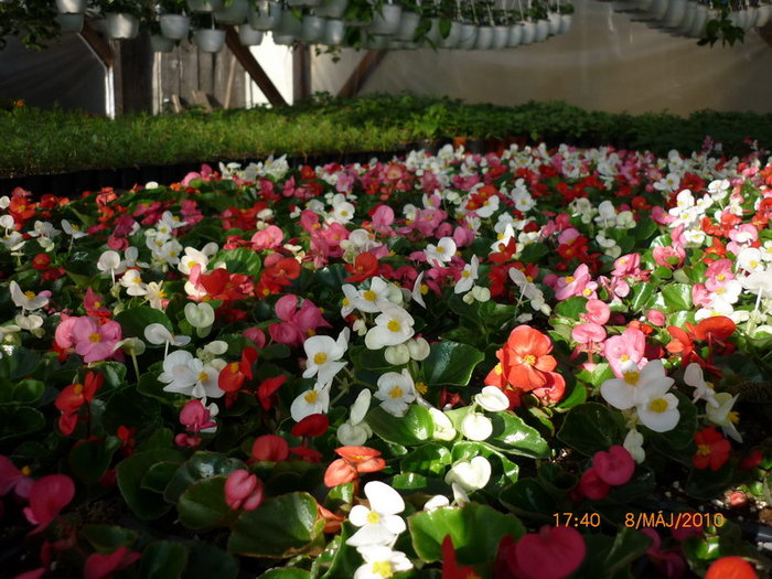 Begonia semperflorens - plant-shop ro plante si flori