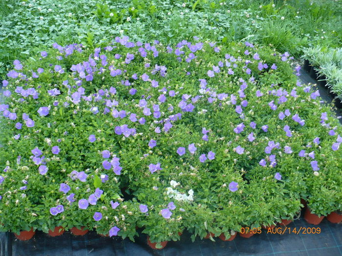 Campanula carpatica clips blue - plant-shop ro plante si flori