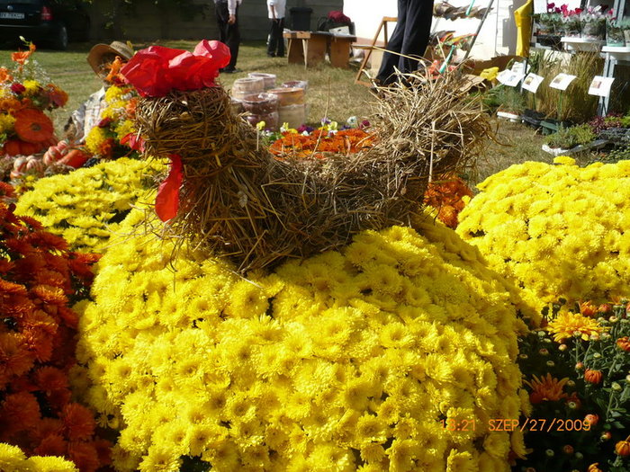 Closca cu crizanteme de aur - plant-shop ro plante si flori