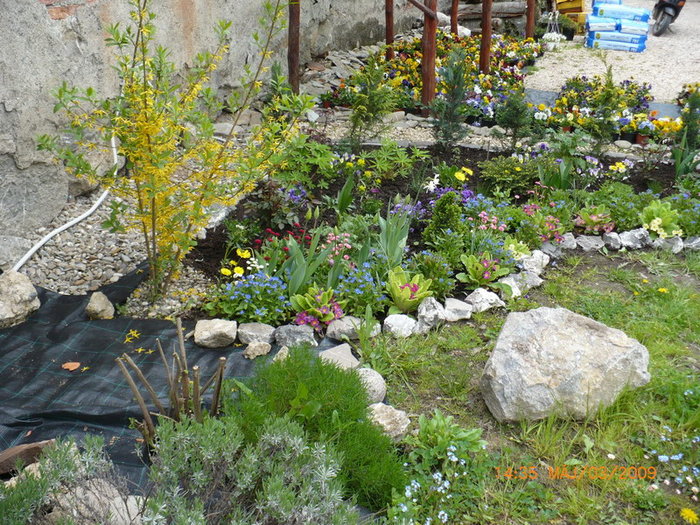 Colt de gradina plant-shop.ro - plant-shop ro plante si flori