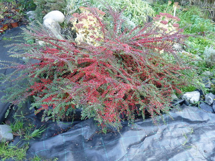 Cotoneaster horizontalis - plant-shop ro plante si flori