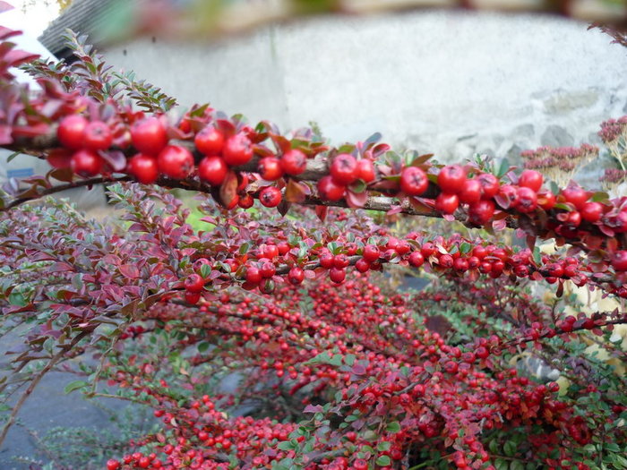 Cotoneaster in stancarie