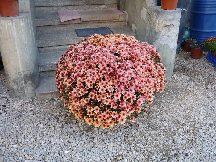 Crizantema Giant