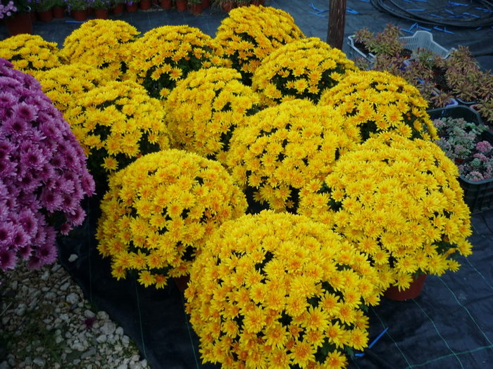 Crizanteme 9 - plant-shop ro plante si flori