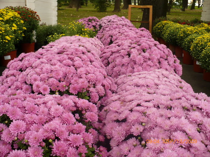 Crizanteme 2009 2 - plant-shop ro plante si flori