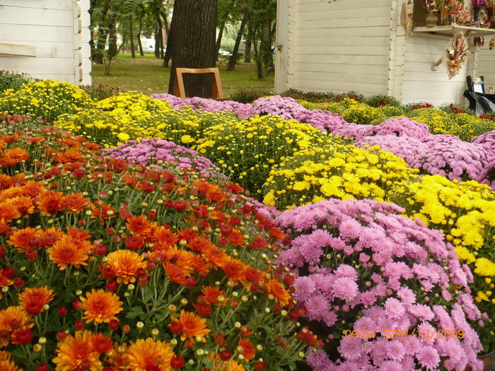 Crizanteme 2009 - plant-shop ro plante si flori