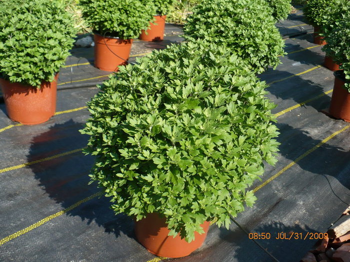 Crizanteme in crestere - plant-shop ro plante si flori