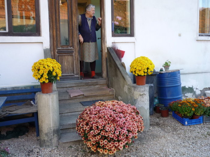 Crizanteme in fata casei - plant-shop ro plante si flori