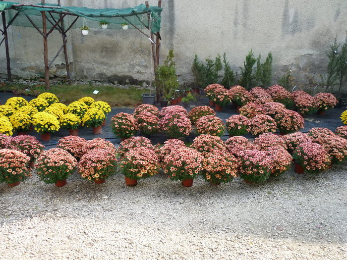 Crizanteme inflorite - plant-shop ro plante si flori