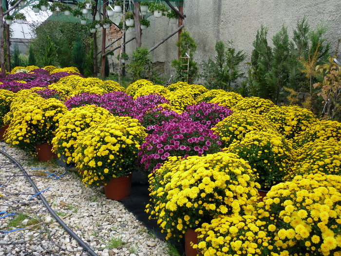 Crizanteme plant-shop.ro - plant-shop ro plante si flori