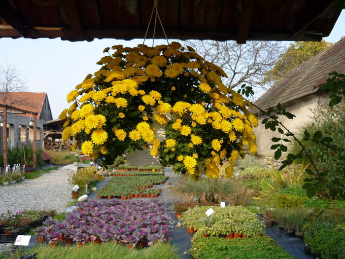 Crizanteme suspendate 2 - plant-shop ro plante si flori