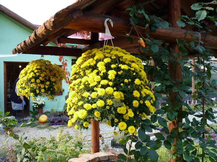 Crizanteme suspendate duo - plant-shop ro plante si flori