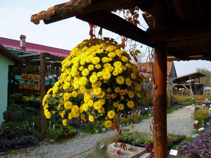 Crizanteme suspendate - plant-shop ro plante si flori