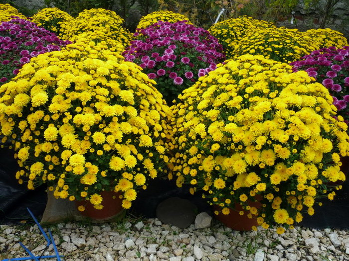 Crizantemele noastre - plant-shop ro plante si flori