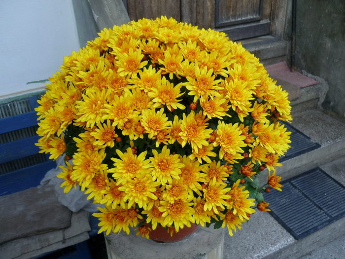 Crizantemele preferate - plant-shop ro plante si flori