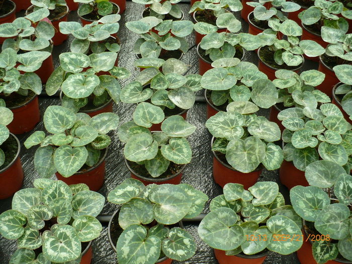 Cyclame in crestere - plant-shop ro plante si flori