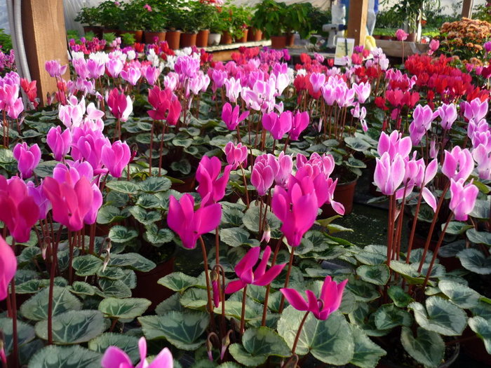 Cyclame inflorite 2 - plant-shop ro plante si flori