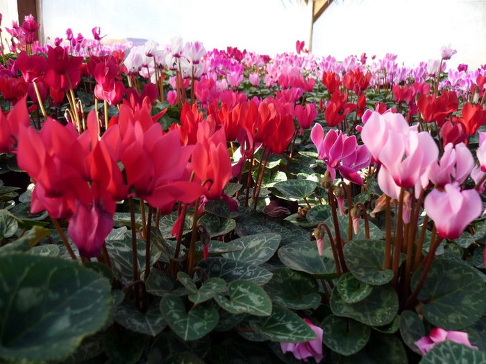 Cyclame inflorite - plant-shop ro plante si flori