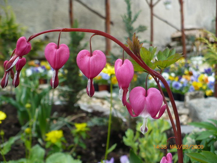 Dicentra in gradina plant-shop.ro - plant-shop ro plante si flori