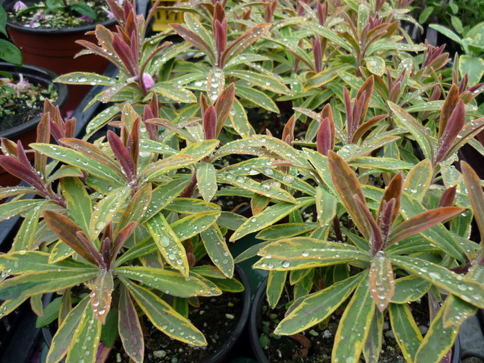 Euphorbia amygdaloides Ascott Rainbow - plant-shop ro plante si flori